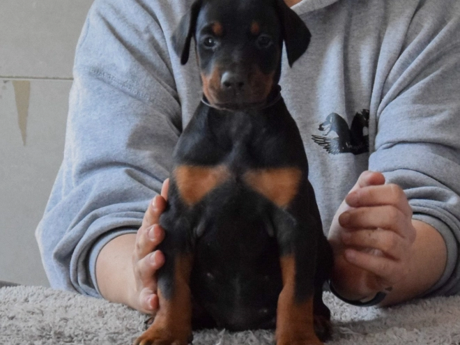 Perros Doberman Pinscher en venta