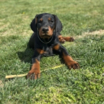Doberman Pinscher puppy for sale