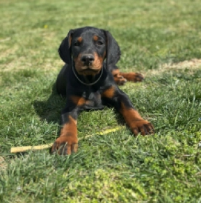 Dobermann Welpe zu verkaufen