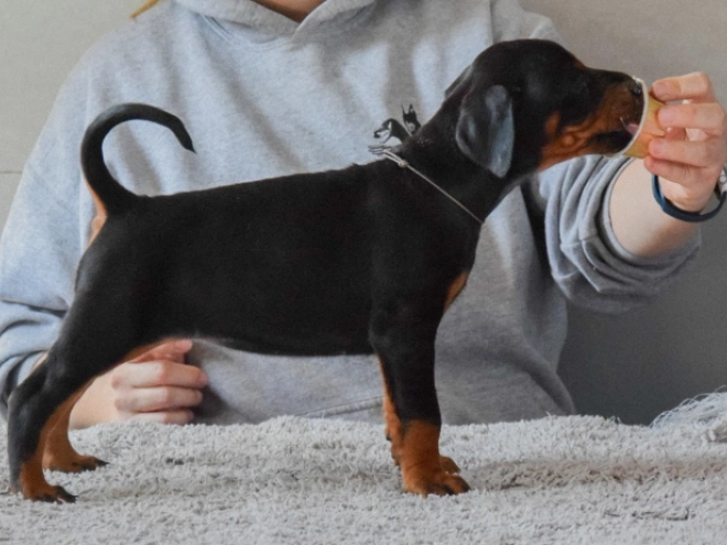 Perros Doberman Pinscher en venta