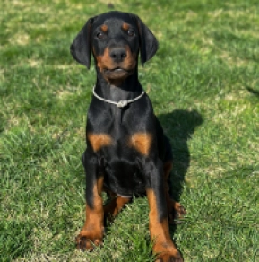 Doberman Pinscher puppy for sale