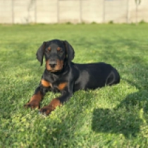 Dobermann Welpe zu verkaufen