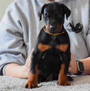 Perros Doberman Pinscher en venta