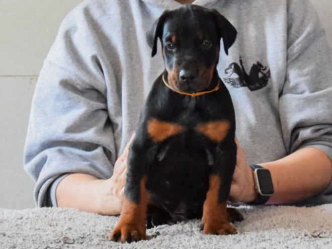 Perros Doberman Pinscher en venta