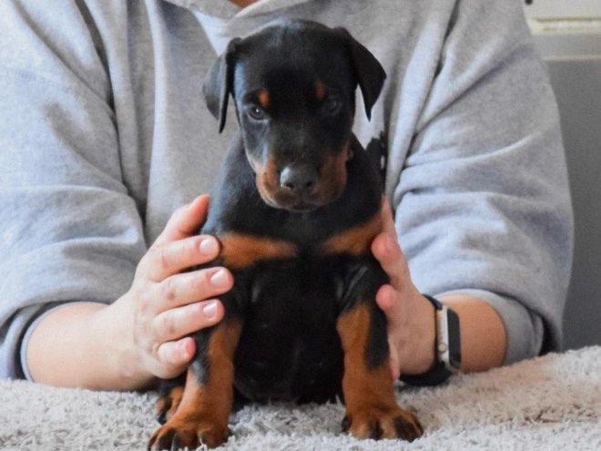 Perros Doberman Pinscher en venta