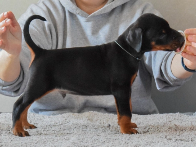 Perros Doberman Pinscher en venta