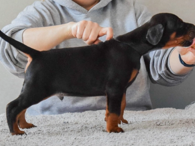 Perros Doberman Pinscher en venta