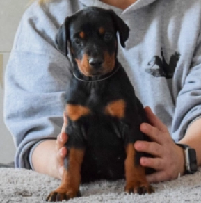 Perros Doberman Pinscher en venta