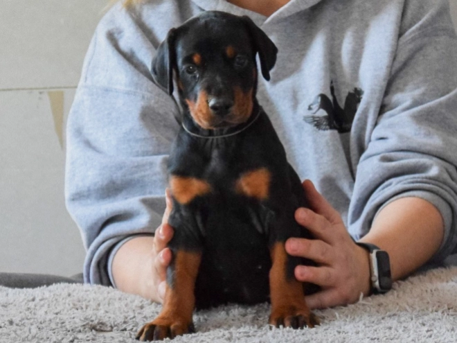 Perros Doberman Pinscher en venta
