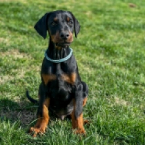 Doberman Pinscher puppy for sale