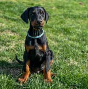 Doberman Pinscher puppy for sale