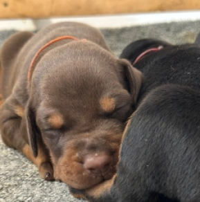 Dobermann Welpe kaufen