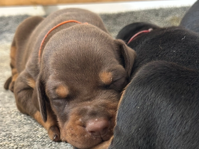 Dobermann Welpe kaufen