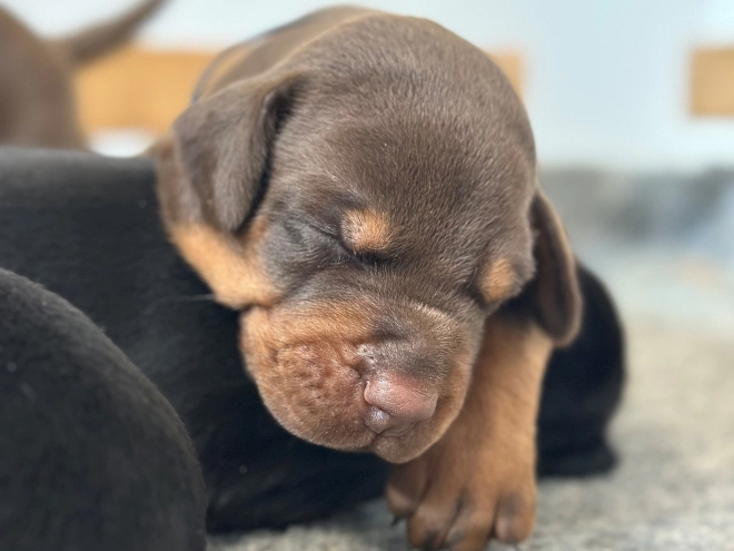 Dobermann Welpe kaufen