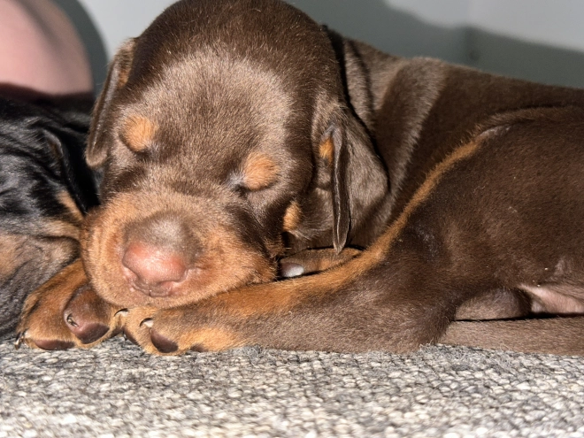 Dobermann Welpe kaufen