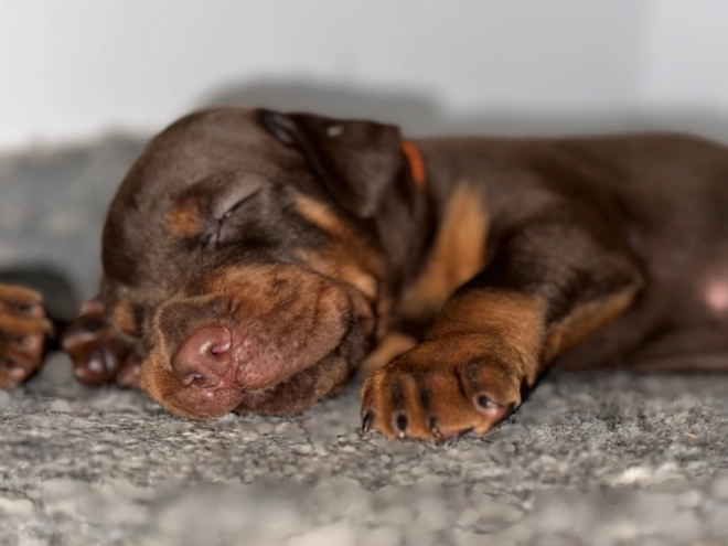 Dobermann Welpe kaufen