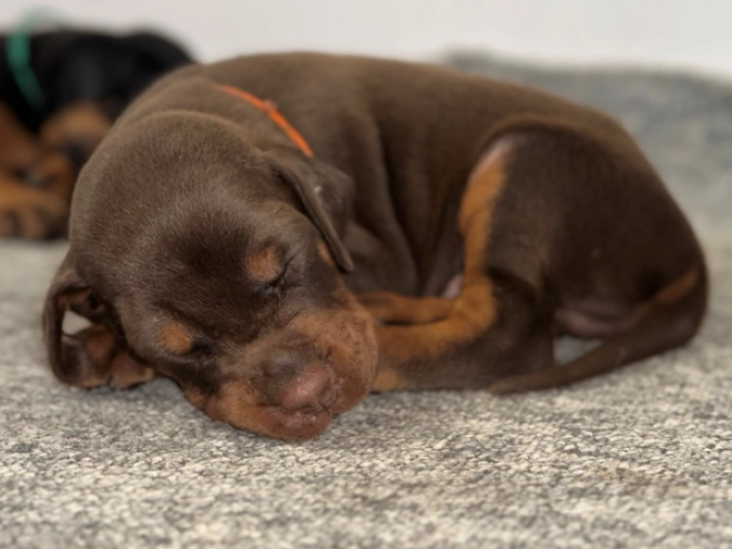Dobermann Welpe kaufen