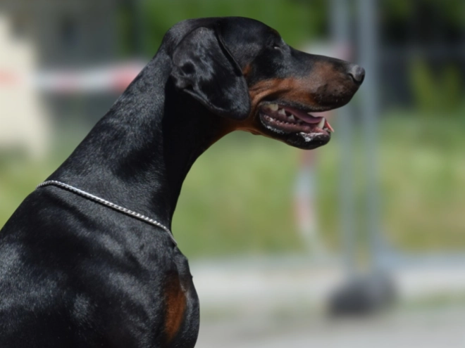 Dobermann Welpe kaufen