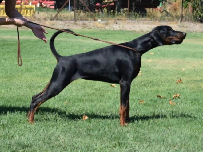 Dobermann Welpe kaufen
