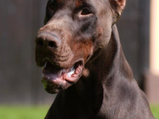 Dobermann Welpe kaufen