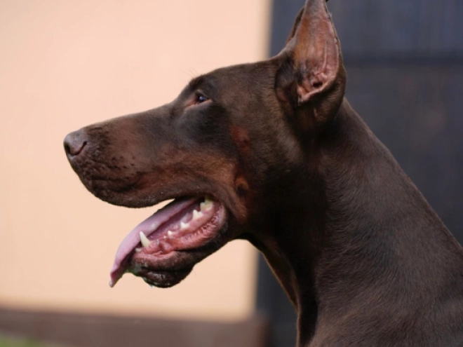 Dobermann Welpe kaufen