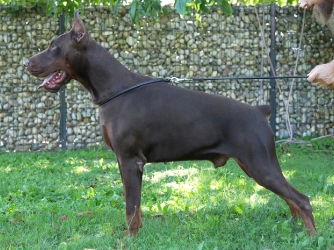 Dobermann Welpe kaufen