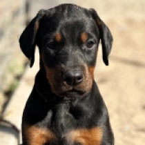 Leah, black and tan Dobermann en venta