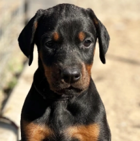 Dobermann Welpe kaufen