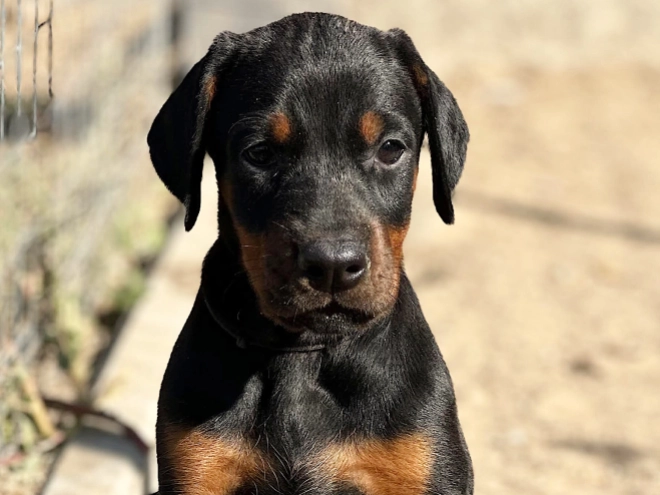 Perros Dobermann en venta