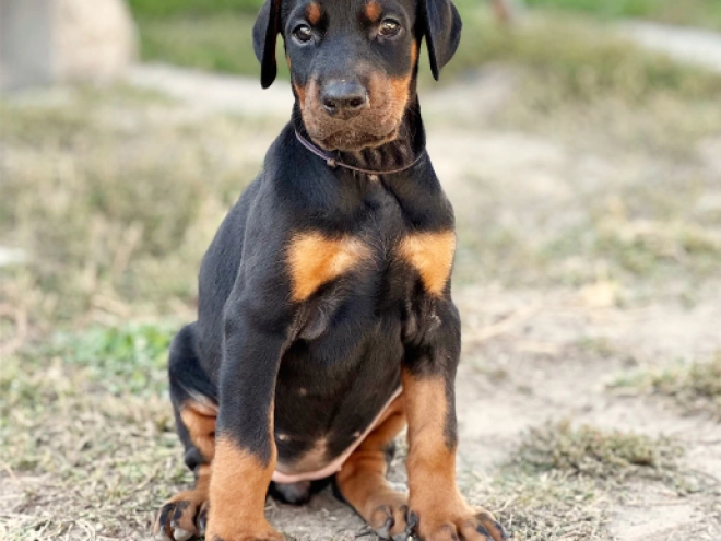 Perros Dobermann en venta