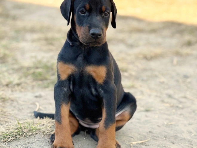 Perros Dobermann en venta