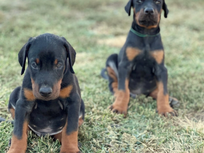 Perros Dobermann en venta