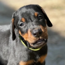 Persis, black and tan Dobermann en venta