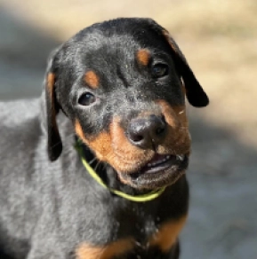 Dobermann Welpe kaufen