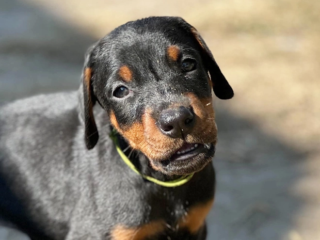 Dobermann Welpe kaufen