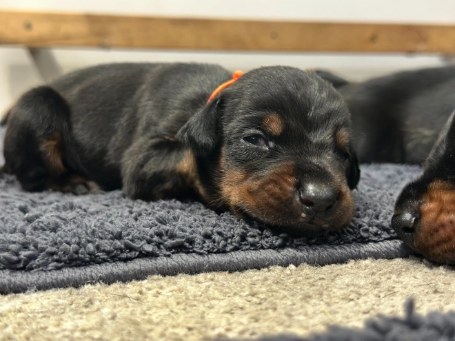 Doberman Pinscher puppy for sale