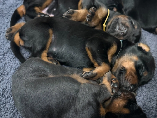 Doberman Pinscher puppy for sale