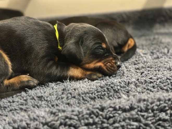 Doberman Pinscher puppy for sale