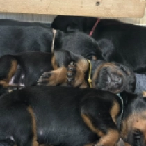 Promising litter, black and tan Doberman Pinscher for sale