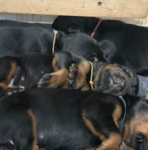 Doberman Pinscher puppy for sale