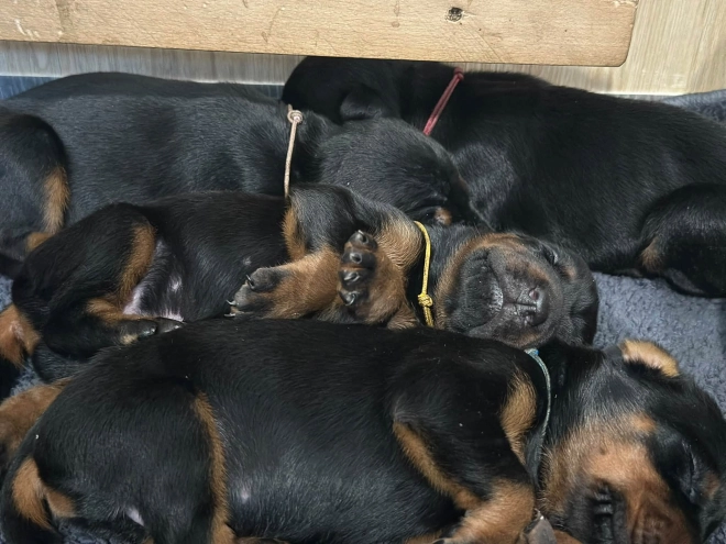 Doberman Pinscher puppy for sale