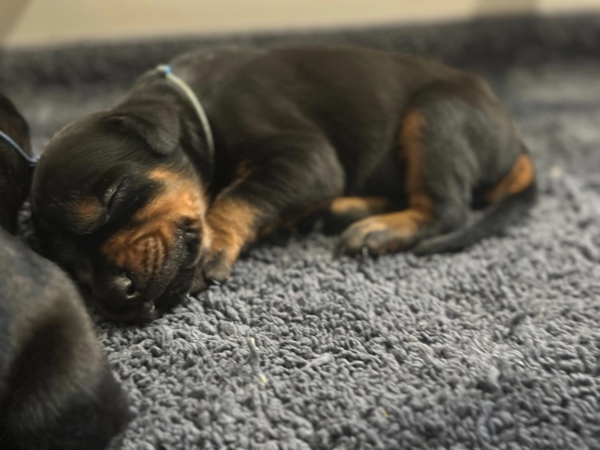 Doberman Pinscher puppy for sale