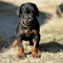 Speedy, black and tan Dobermann en venta