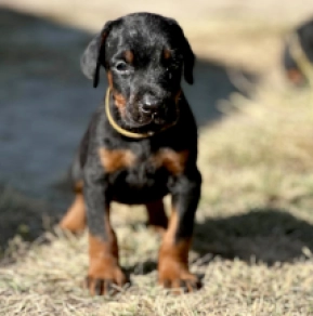 Dobermann Welpe kaufen