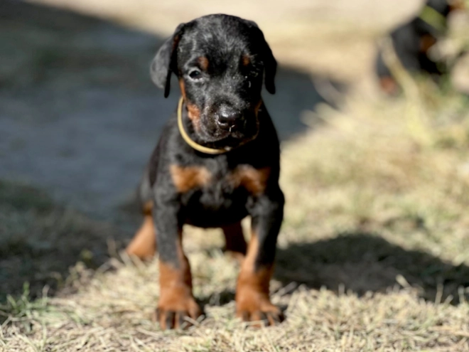 Dobermann Welpe kaufen