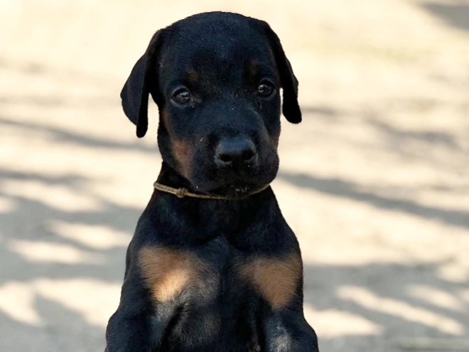 Dobermann Welpe kaufen