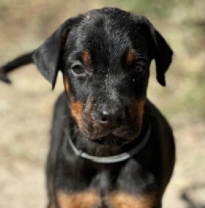 Dobermann Welpe kaufen