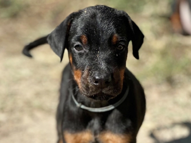 Doberman Pinscher puppy for sale