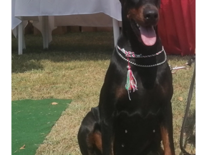 Dobermann Welpe kaufen