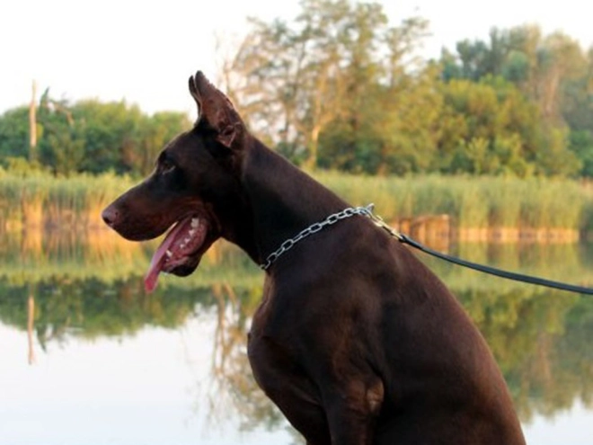 Dobermann Welpe kaufen